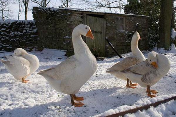 mantener gansos en invierno