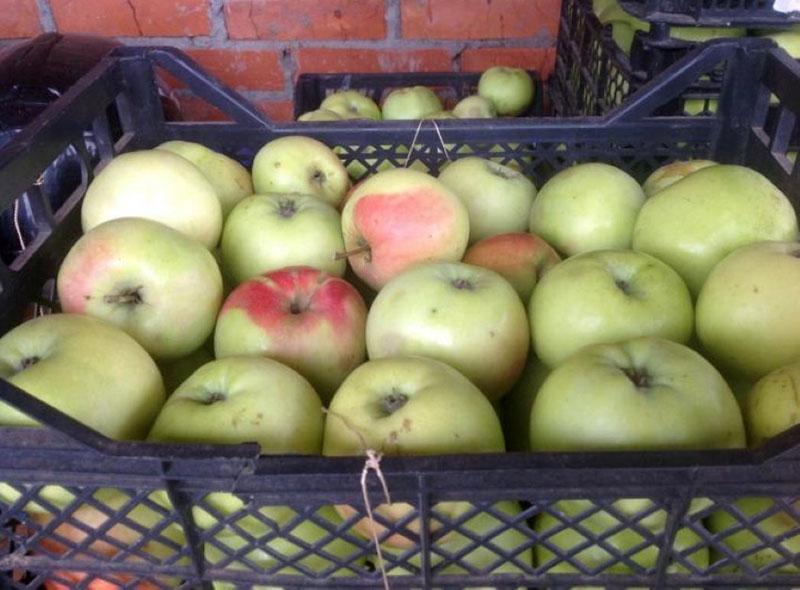 variedades de manzanas de invierno de maduración tardía