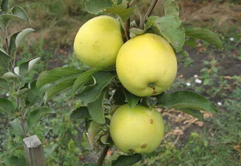 délicieuses variétés de pommes d'hiver