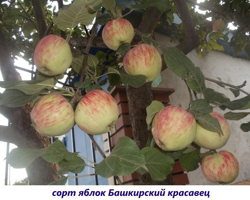 variedad Bashkir guapo