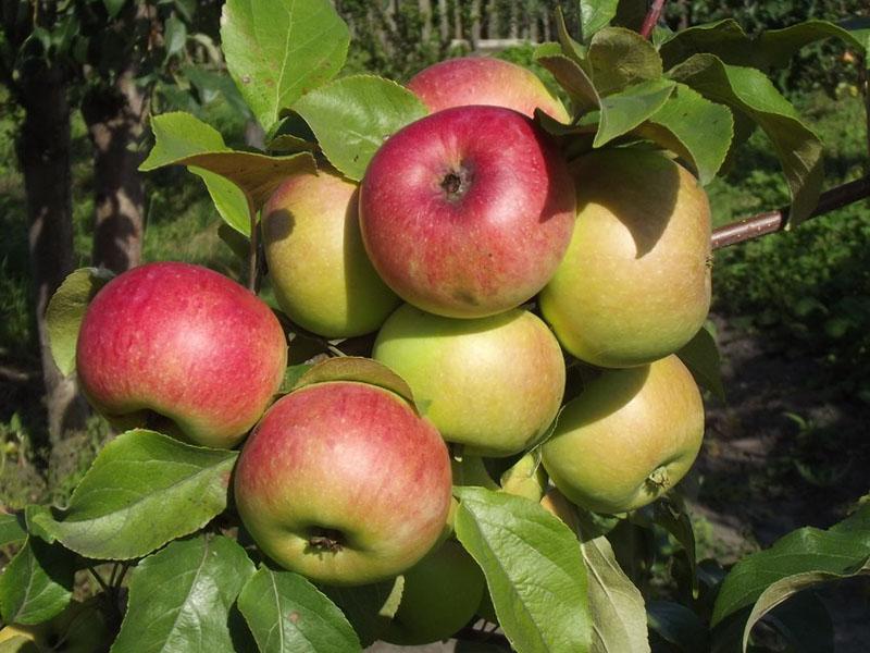 variétés d'hiver de pommes à maturation précoce