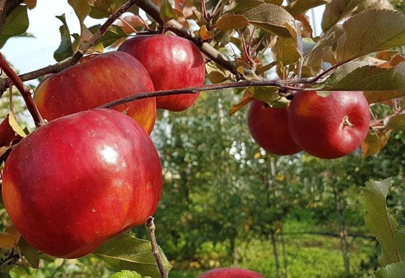 variedades de manzana de invierno con maduración media