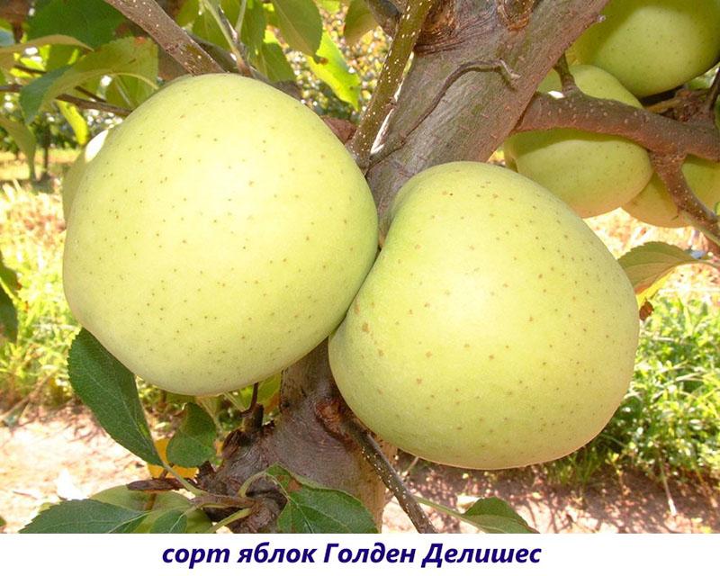 Variedad Golden Delicious