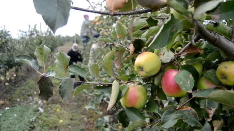 héros de pommes