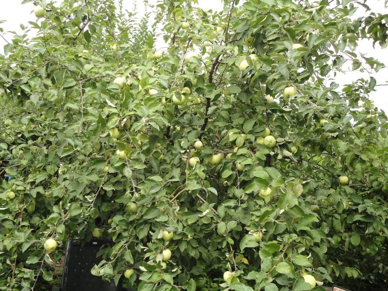 Pommier Bogatyr