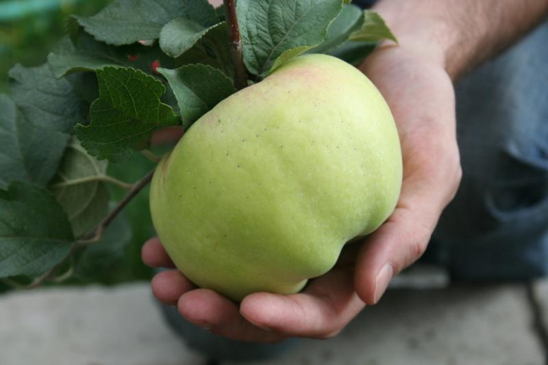 goût de pommes bogatyr