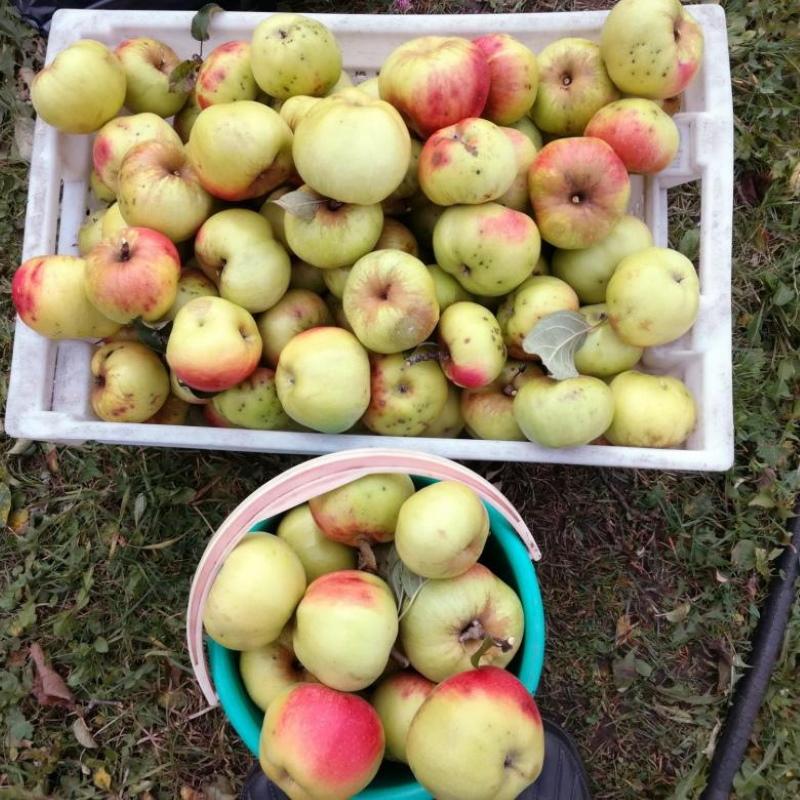 variété de pomme bogatyr photo et description avantages et inconvénients