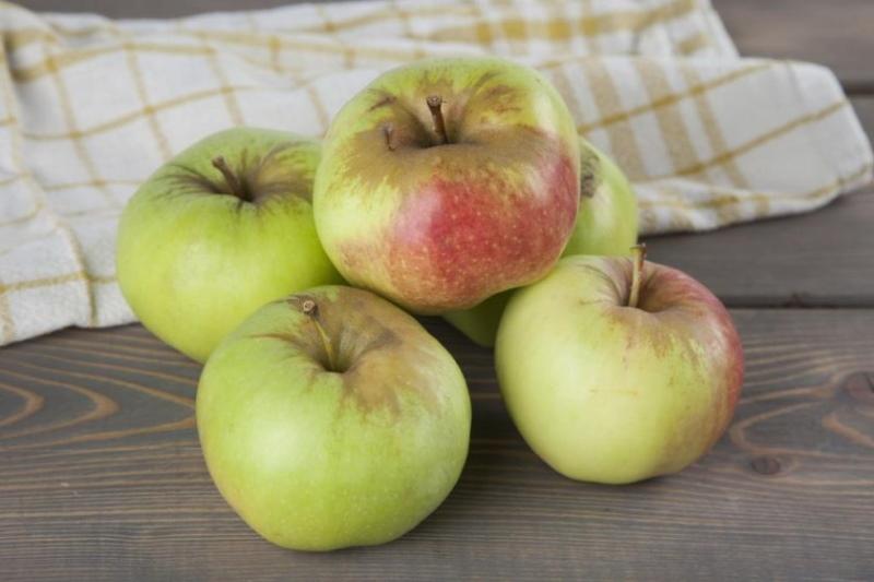 photo et description de la variété de pomme bogatyr