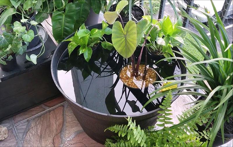sélection de bacs de plantation