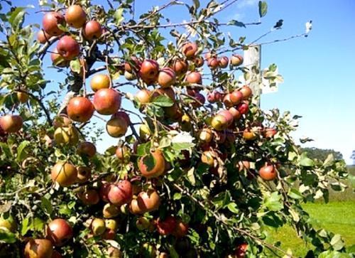 branche avec des pommes