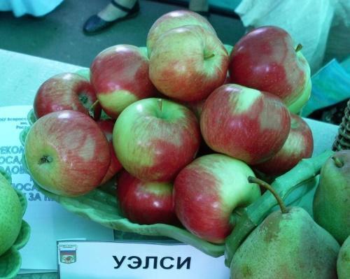 fruits de welsey