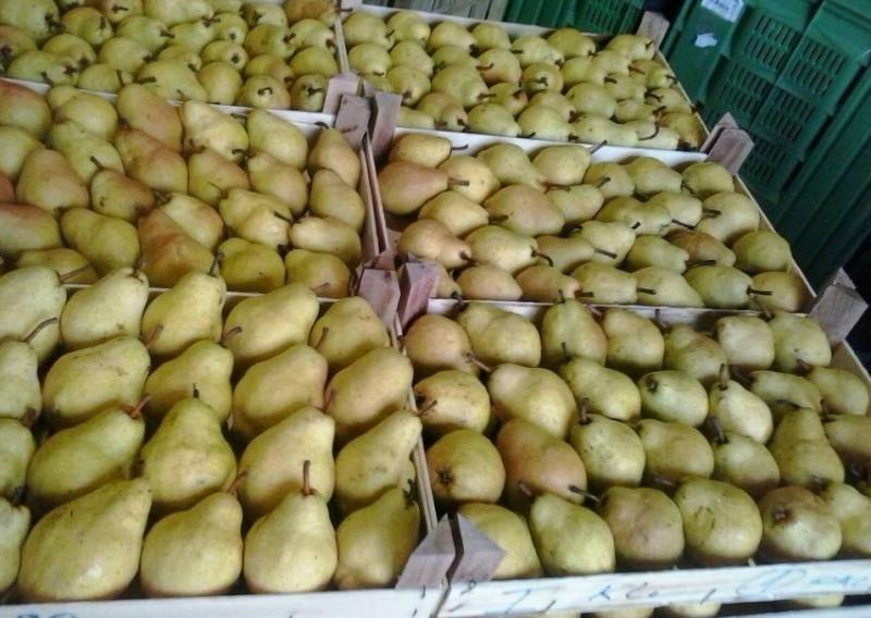 frutos de pera bielorrusa
