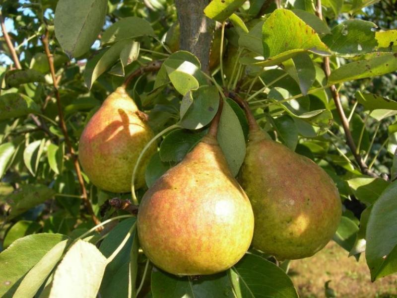 Description de la poire biélorusse avis photo