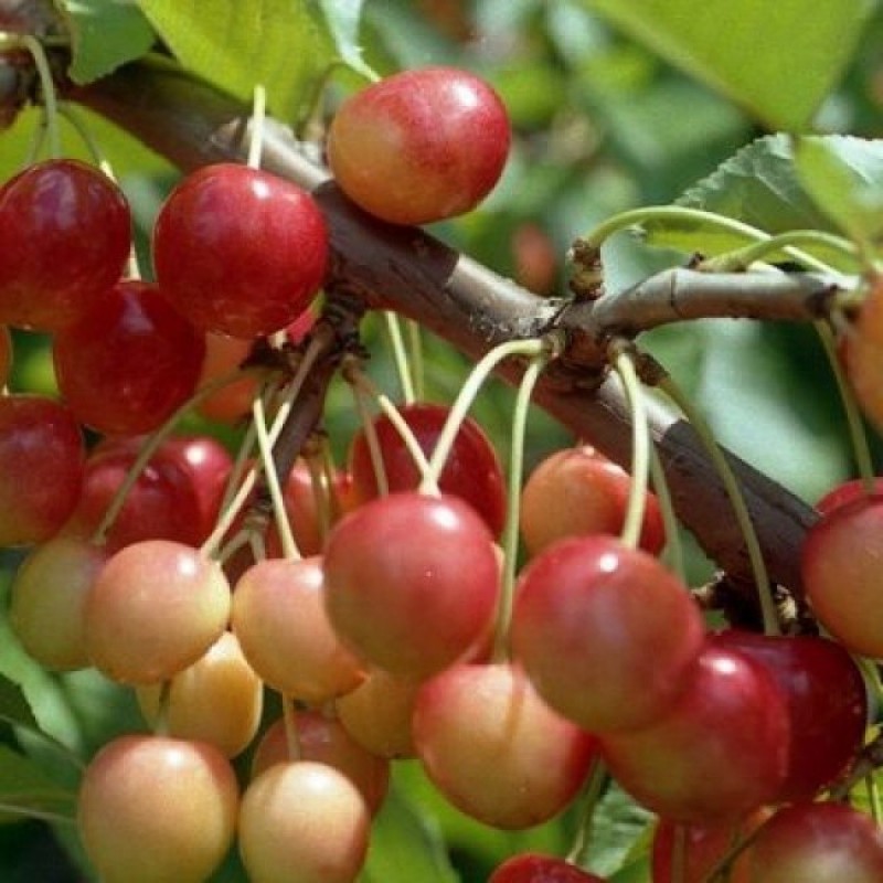 descripción de la variedad de cereza Julia
