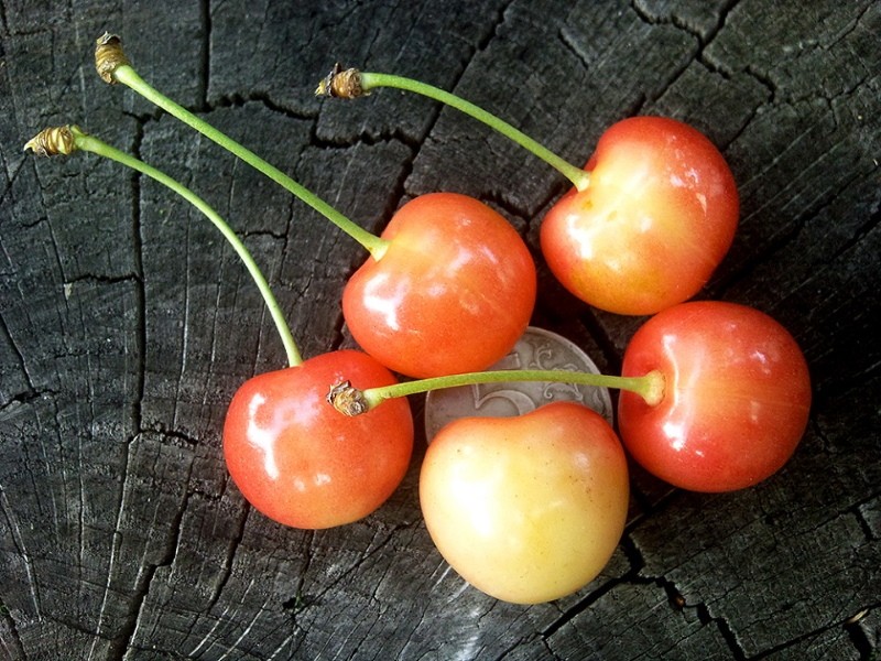 fruta de cereza Julia