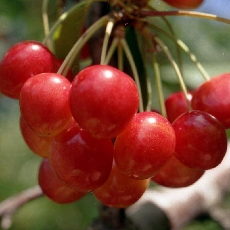cereza julia