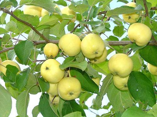 Frutos de la variedad Ural a granel