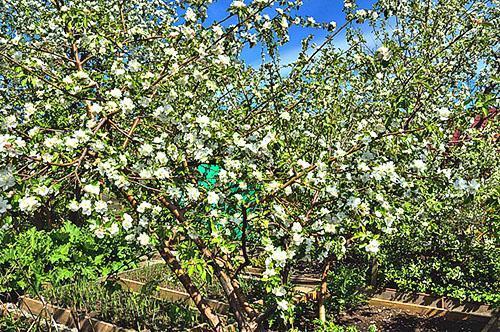 Fleur de pommier dans l'Oural