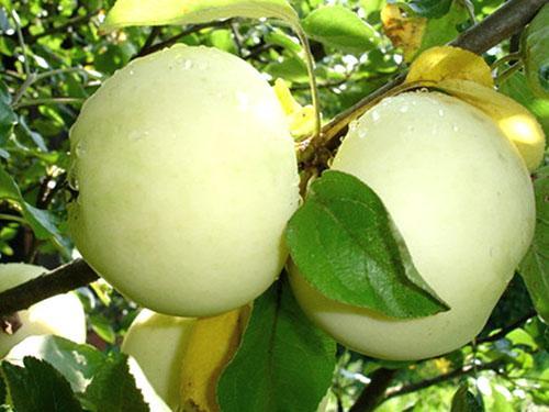 Manzanas de variedades Relleno blanco