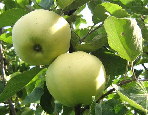 Papirovka de fruta de manzana