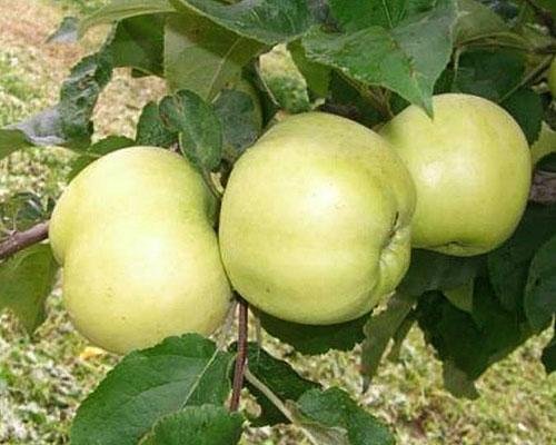 Regalo de otoño de manzano