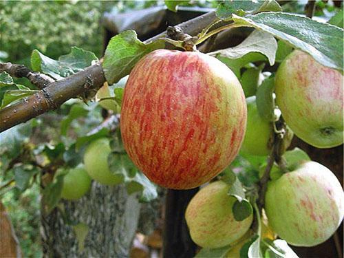 Pommier rayé d'été