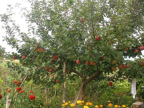 Manzano en el jardín