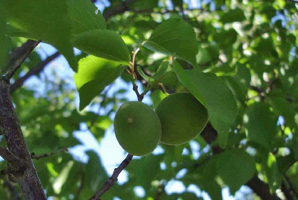 frutos verdes de albaricoque Kichiginsky