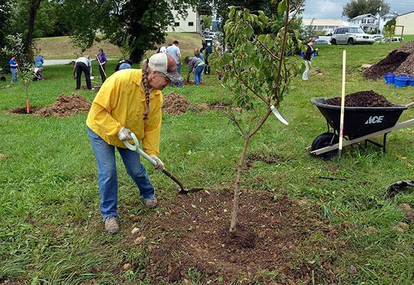 plantation d'abricot