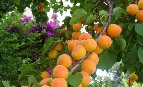 récolte d'abricots Kichiginsky
