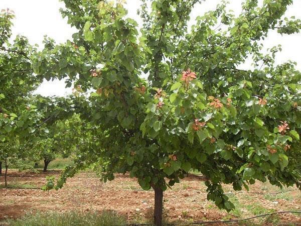 variedad de albaricoque Kichiginsky