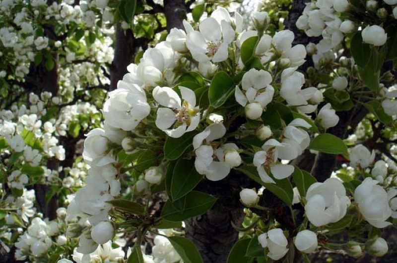 características de la variedad milenaria de pera