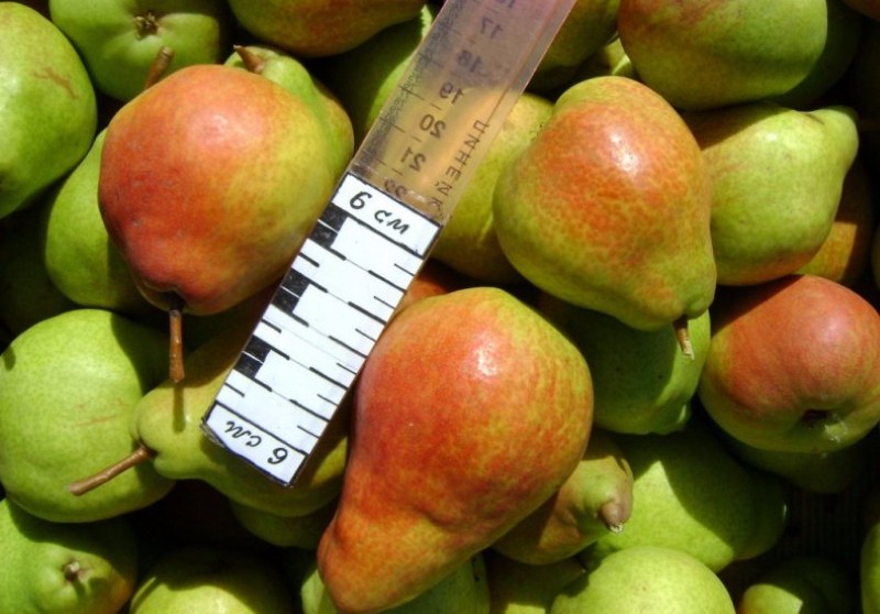 les fruits du siècle de la poire