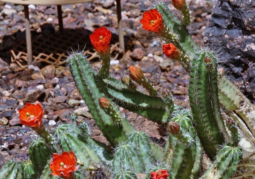 cactus echinocereus résistant à l'hiver