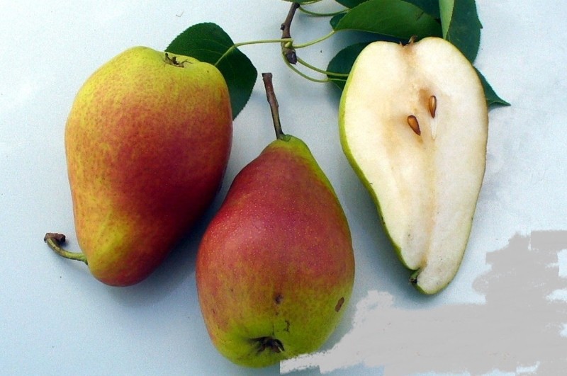 fruto de una pera Falkenberg de la suerte