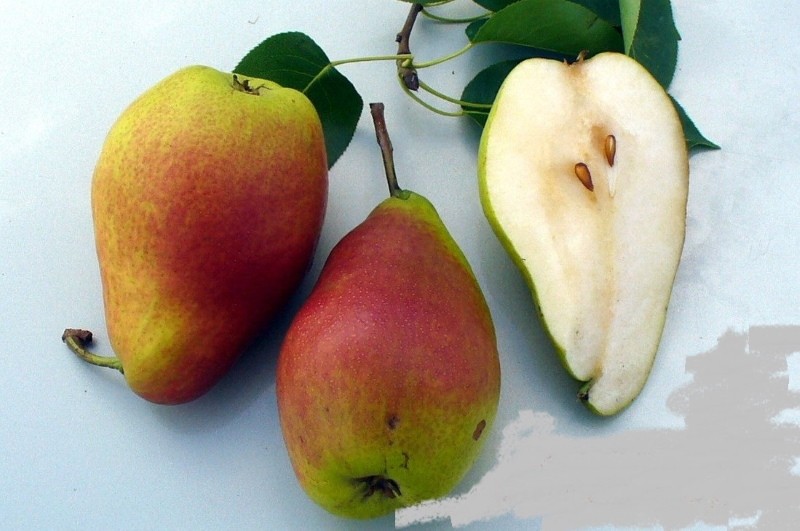 fruit d'une poire porte-bonheur Falkenberg