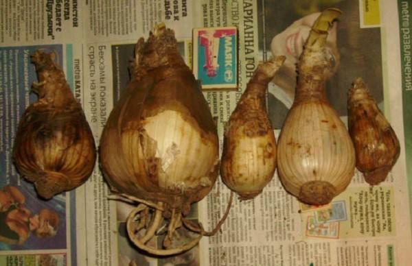 bulbos de amarilis almacenados