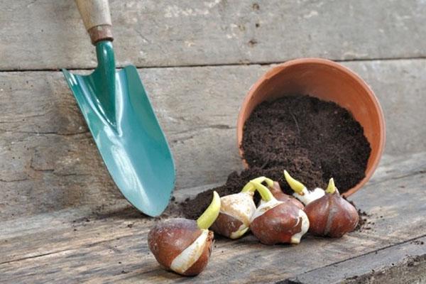 Préparation des bulbes pour l'hivernage
