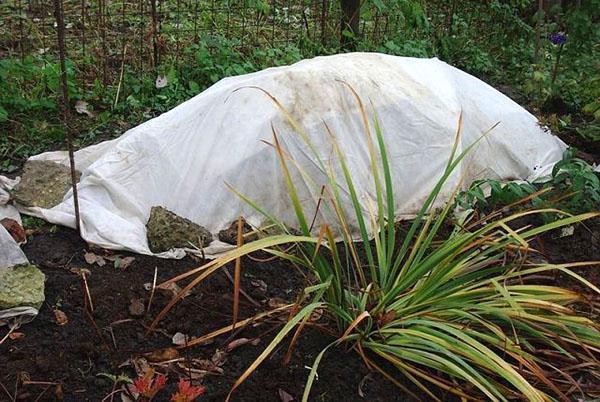 Refugio marco para plantas perennes