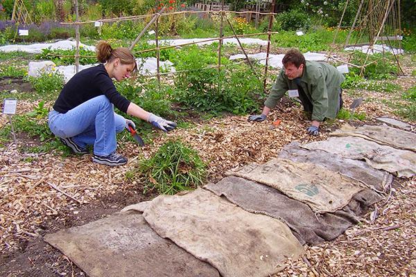 Préparer un parterre de vivaces pour l'hivernage