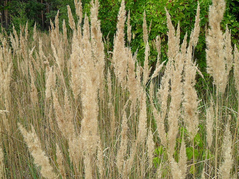 céréales vivaces