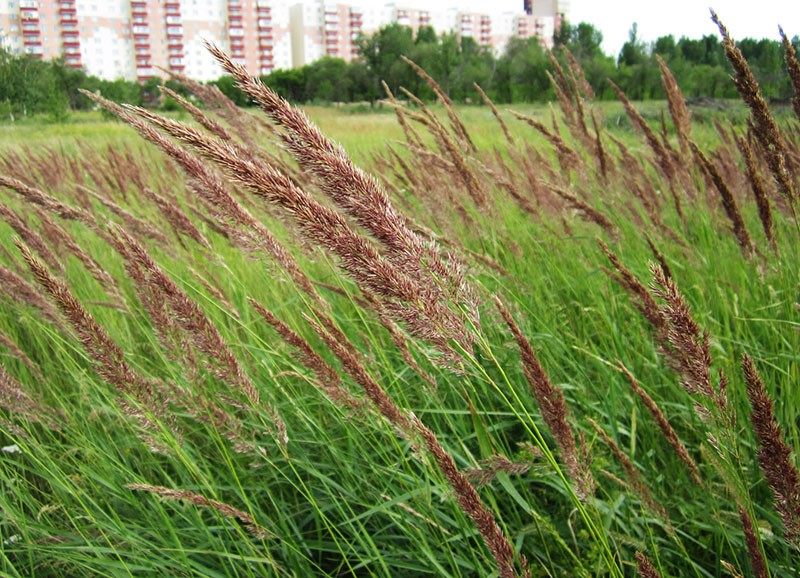 roseau moulu dans la nature