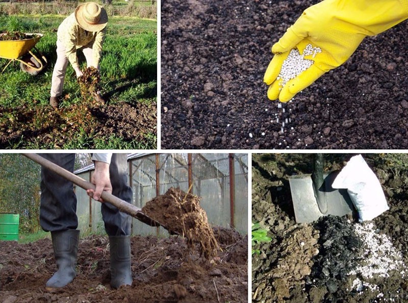 la signification et l'utilisation des engrais phosphorés