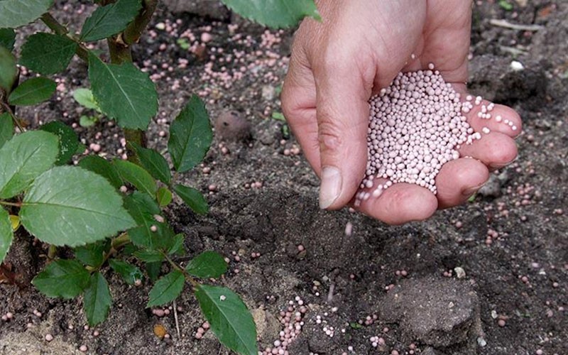 alimentación de plantas