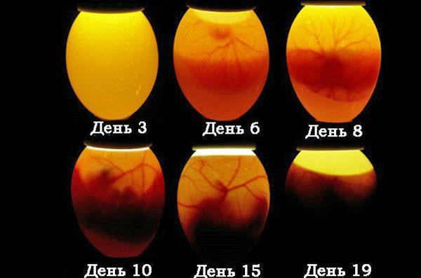Développement d'embryons d'œufs de poule