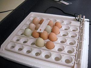 Refroidissement des œufs