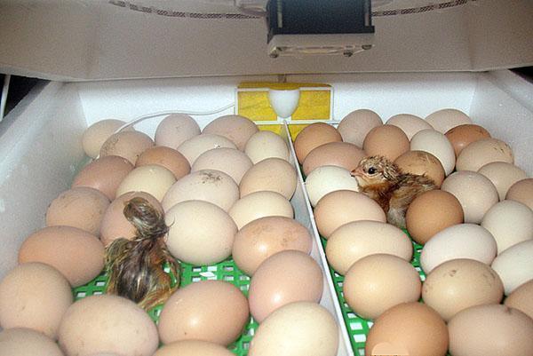 Les poussins éclosent