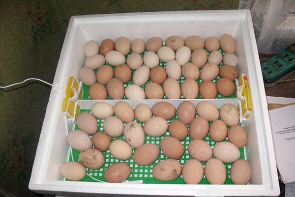 Oeufs de poule dans un incubateur