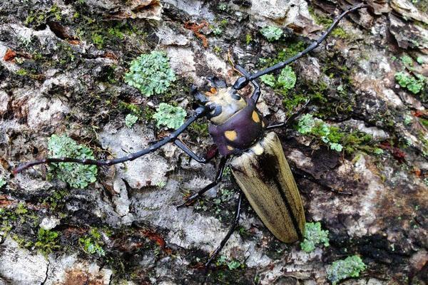 Escarabajo relicto ussuri