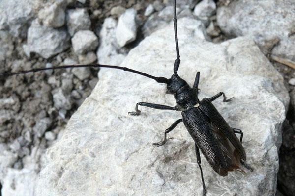 insecto negro